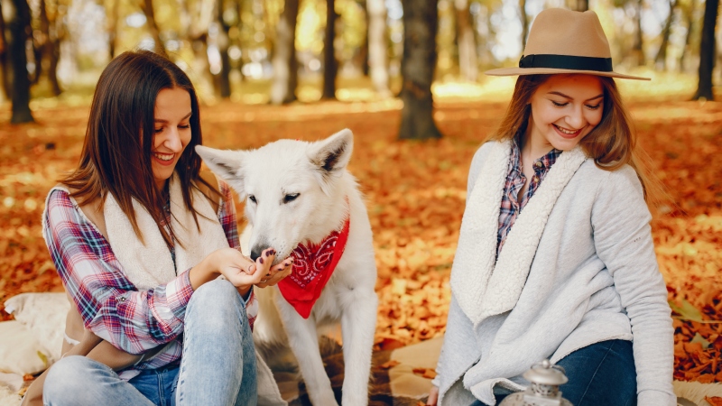 LWMFPets A Complete Guide for Pet Lovers